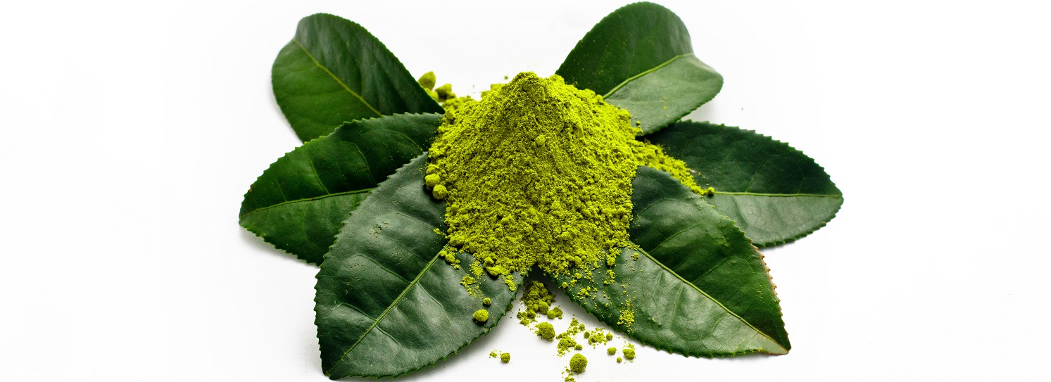 Экстракт листьев зеленого чая: польза, вред, применение