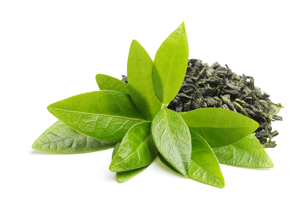 Экстракт листьев зеленого чая: что это